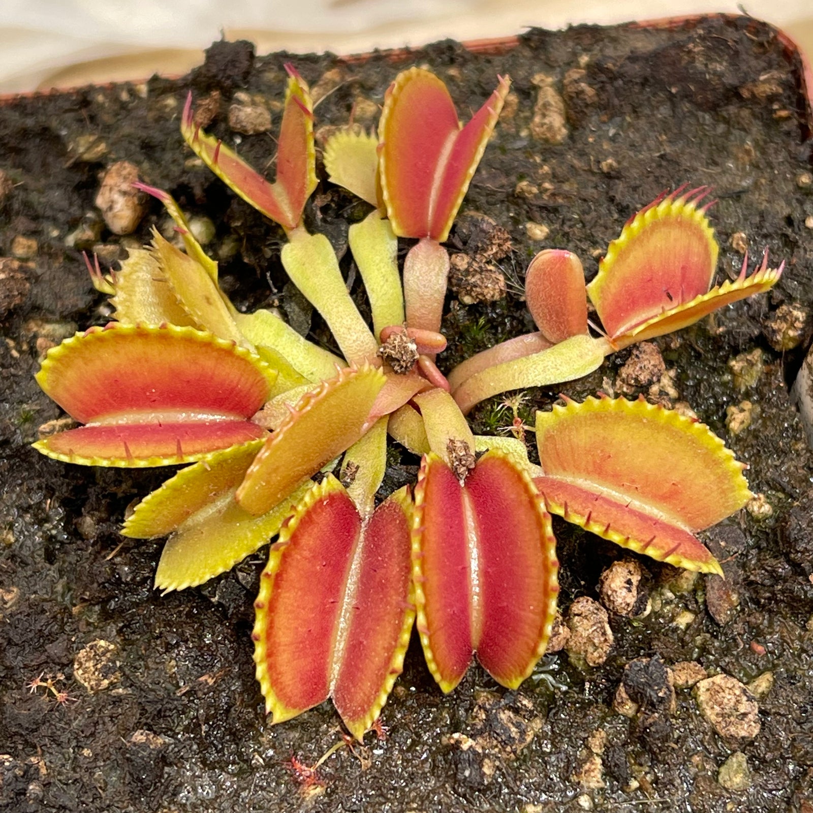 Venus Fly Trap, 'Belzebub.' Special Import. -   - Carnivorous Plant