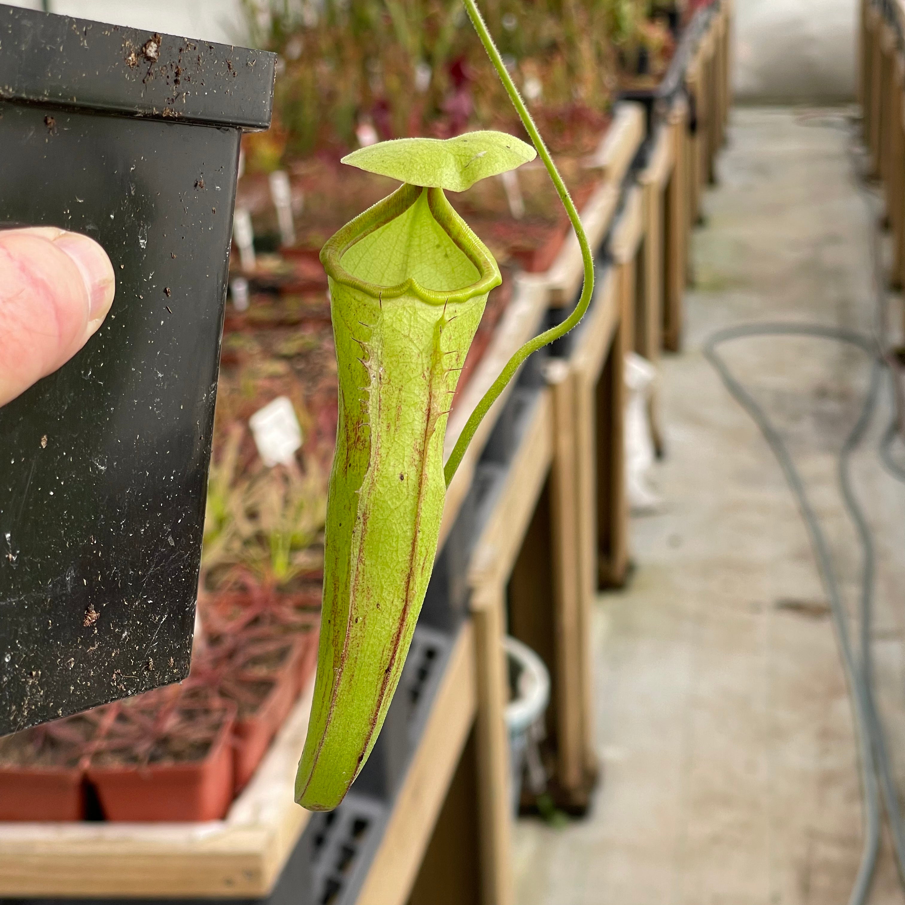 Tropical Pitcher, Nepenthes “Rokko” by Nepenthes