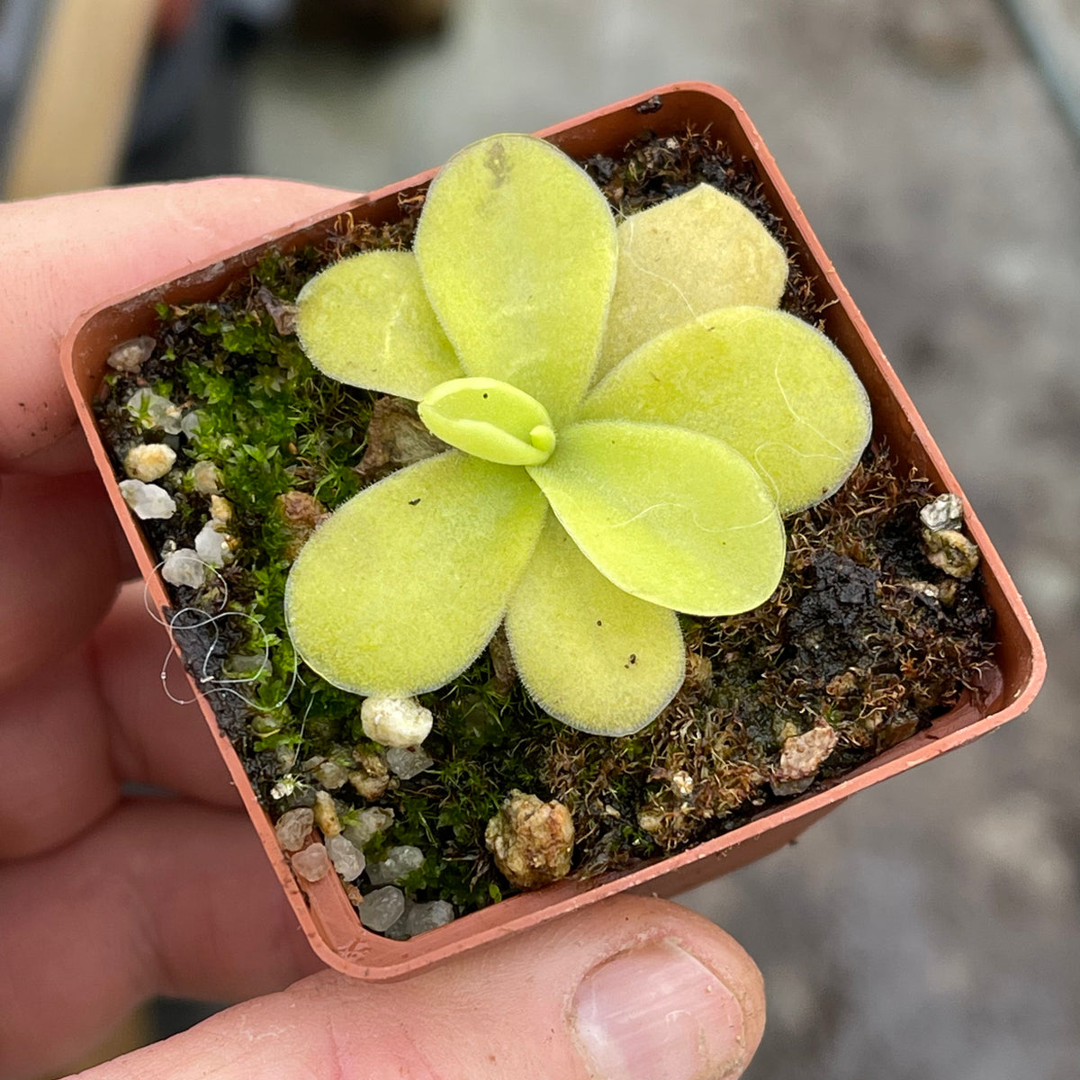 Butterwort, Pinguicula gigantea -   - Carnivorous Plant