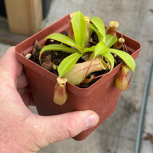 Tropical Pitcher, Nepenthes 'Ventrata' -  Small plant in 9cm plastic pot - Carnivorous Plant