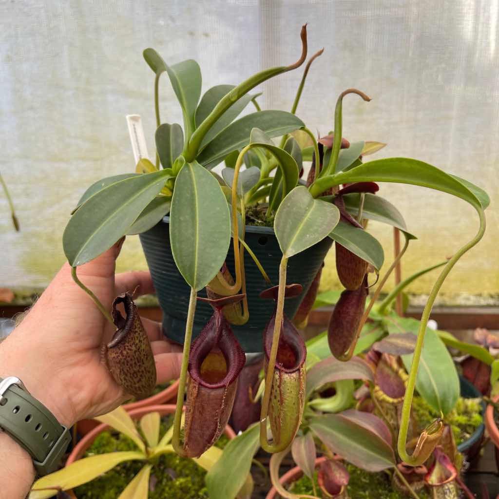 Tropical Pitcher, Nepenthes 'Lizzie' by Nepenthes