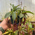 Tropical Pitcher, Nepenthes 'Lizzie' -   - Carnivorous Plant