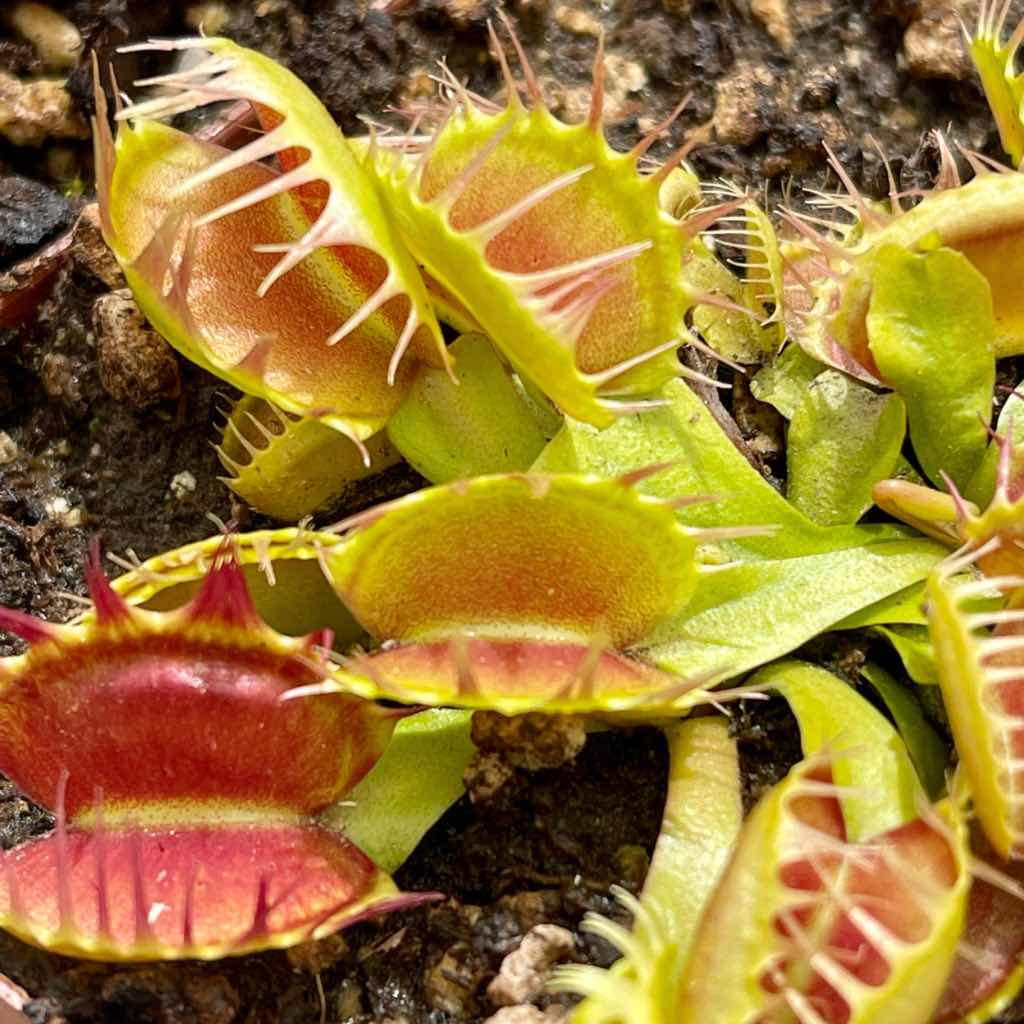 Venus Fly Trap, 'Crispy Sun.' Special Import. -   - Carnivorous Plant