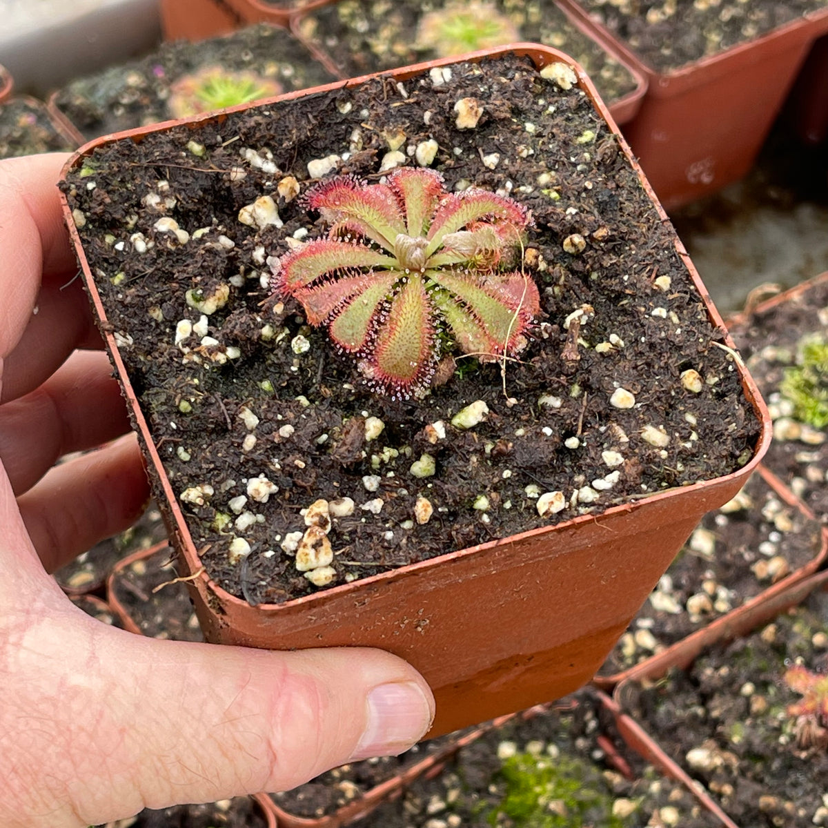 Sundew, Drosera aliciae by Pan's Carnivours Drosera
