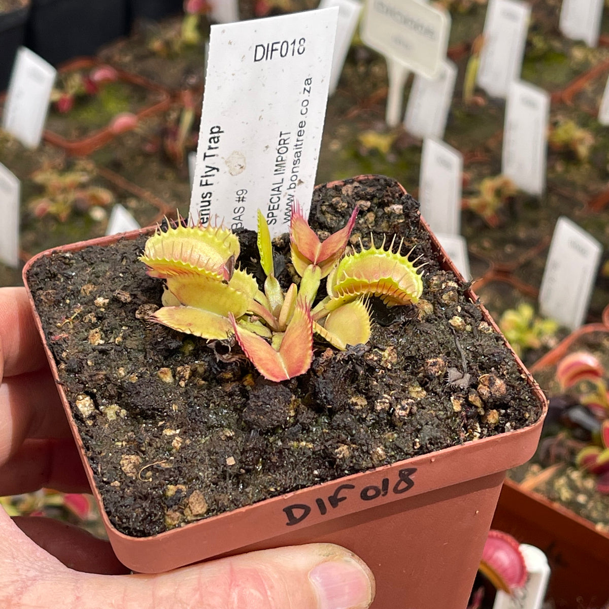 Venus Fly Trap, 'BAS #9.' Special Import. - - Carnivorous Plant
