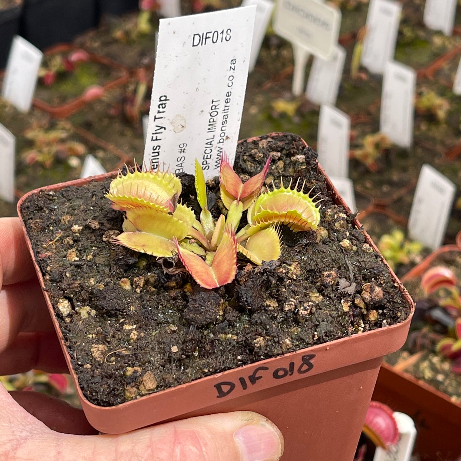 Venus Fly Trap, 'BAS #9.' Special Import. - - Carnivorous Plant