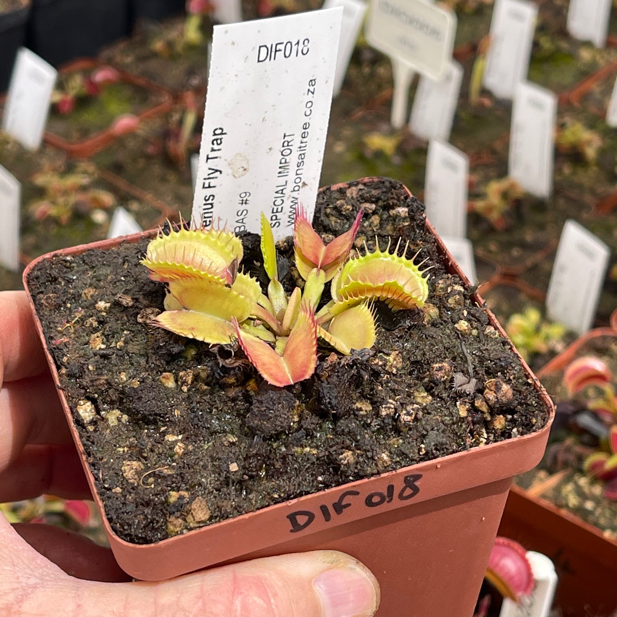 Venus Fly Trap, 'BAS #9.' Special Import. - - Carnivorous Plant