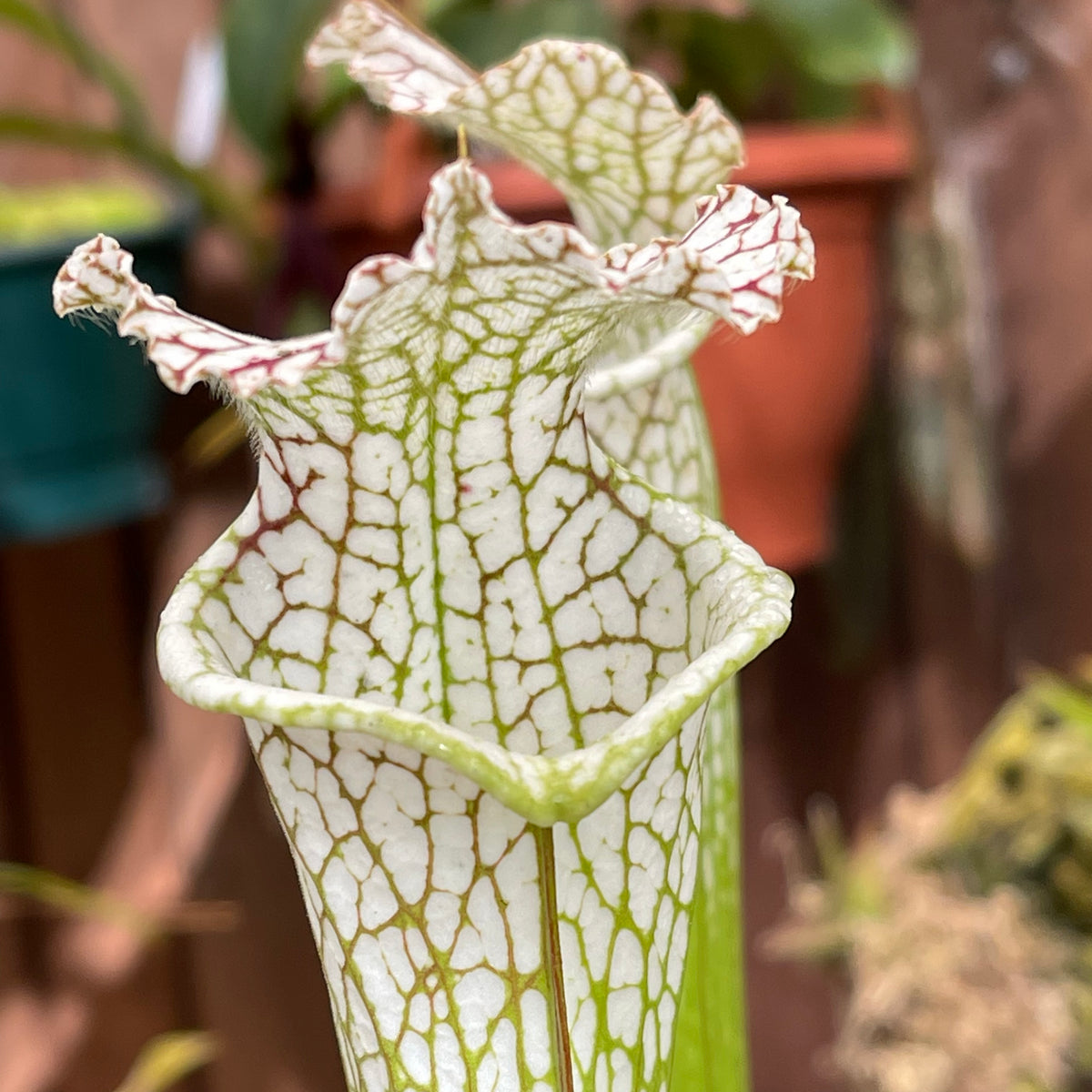 Trumpet Pitcher, Sarracenia Leucophylla var. alba ‘Hurricane Creek White’ by Sarracenia