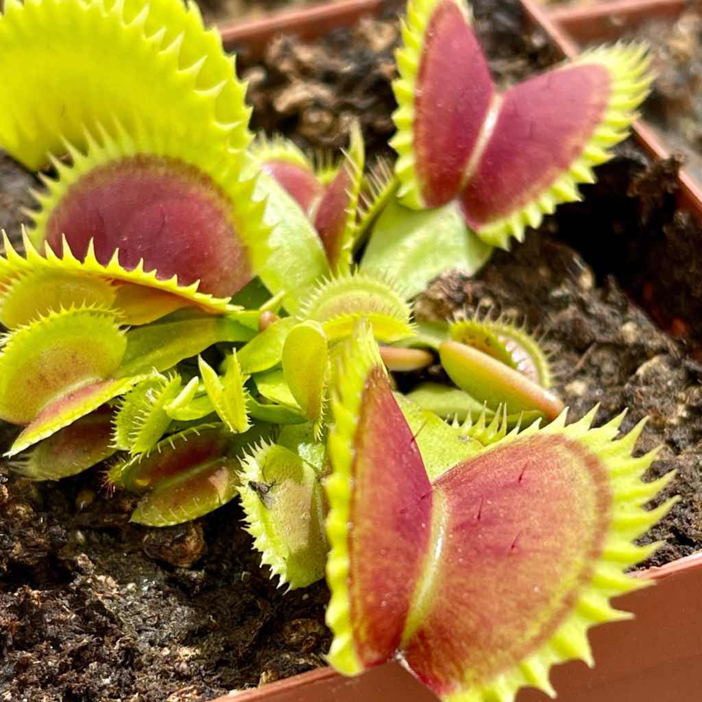 Venus Fly Trap, 'Coq couchè x Up-Giant #1.' Special Import. by Venus Fly Trap