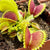 Venus Fly Trap, 'Coq couchè x Up-Giant #1.' Special Import. -   - Carnivorous Plant