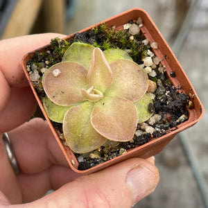 Butterwort, Pinguicula 'Wesser' -  Small potted plant - Carnivorous Plant