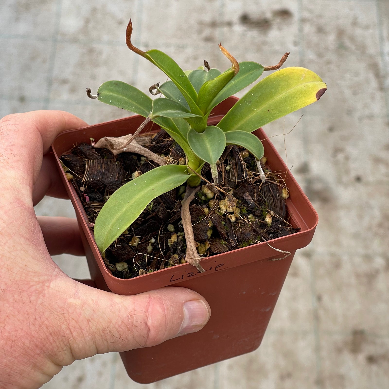 Tropical Pitcher, Nepenthes 'Lizzie' by Nepenthes