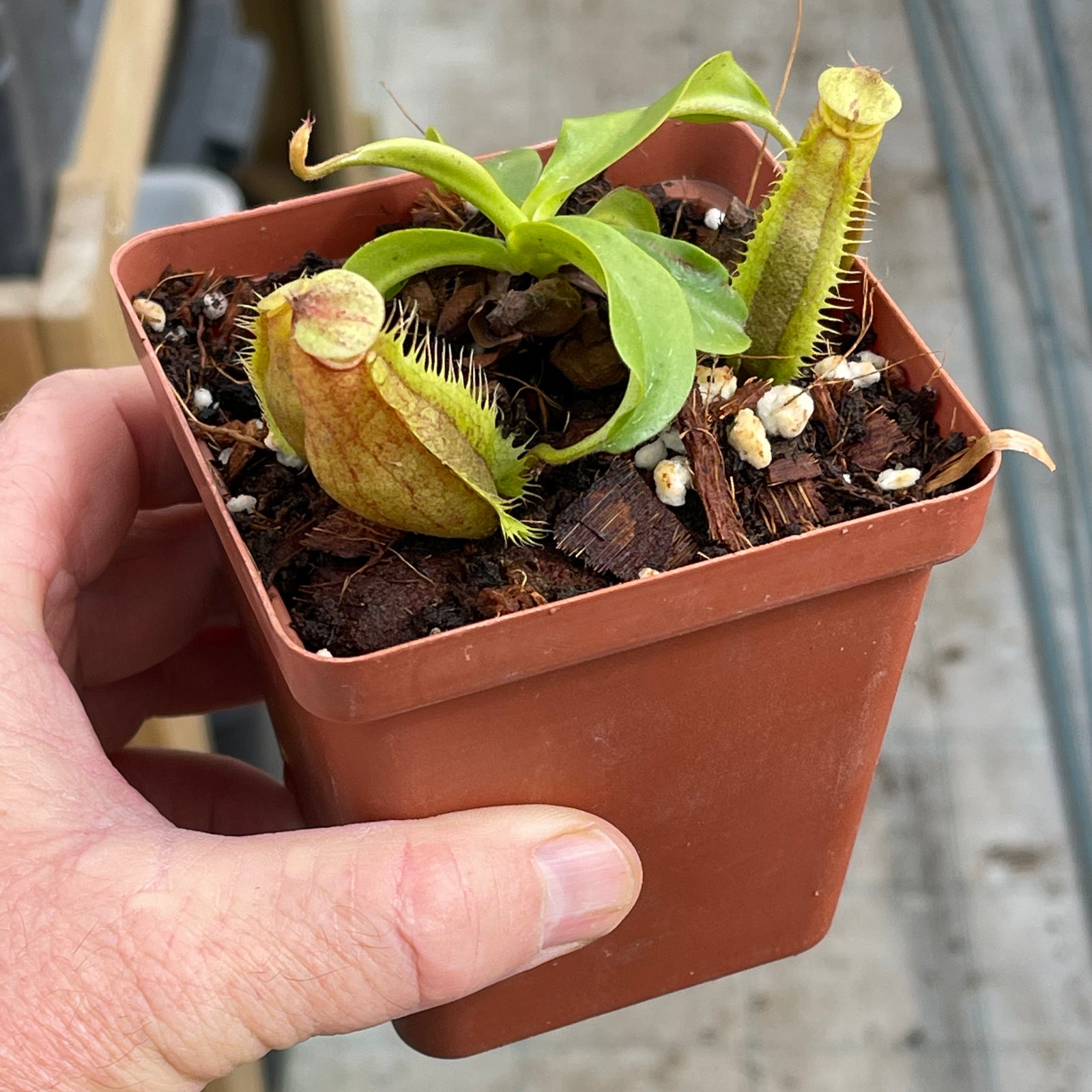 Tropical Pitcher, Nepenthes 'rokko x spathulata,’ hybrid #2 - - Carnivorous Plant
