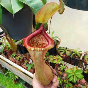 Tropical Pitcher, Nepenthes 'ventricosa x truncata' -   - Carnivorous Plant