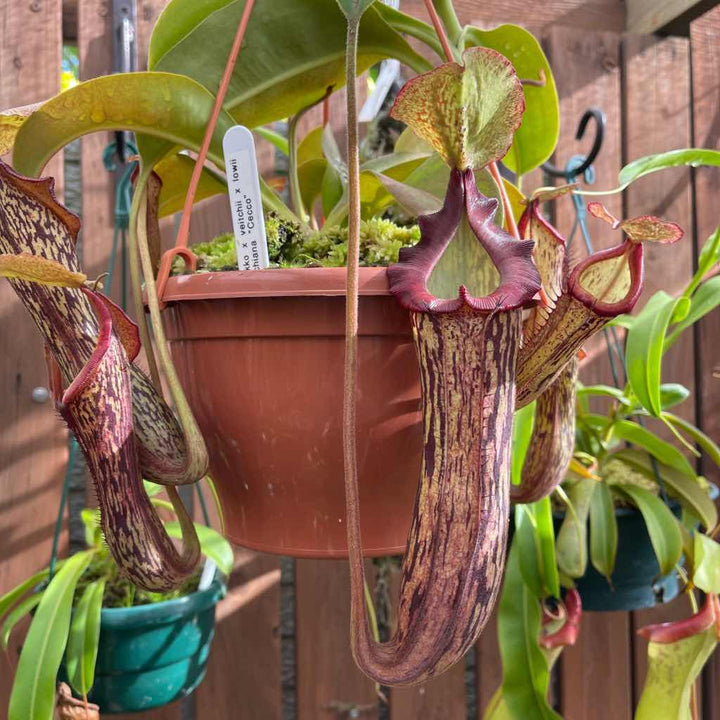 Tropical Pitcher, Nepenthes 'Cecco' by Nepenthes