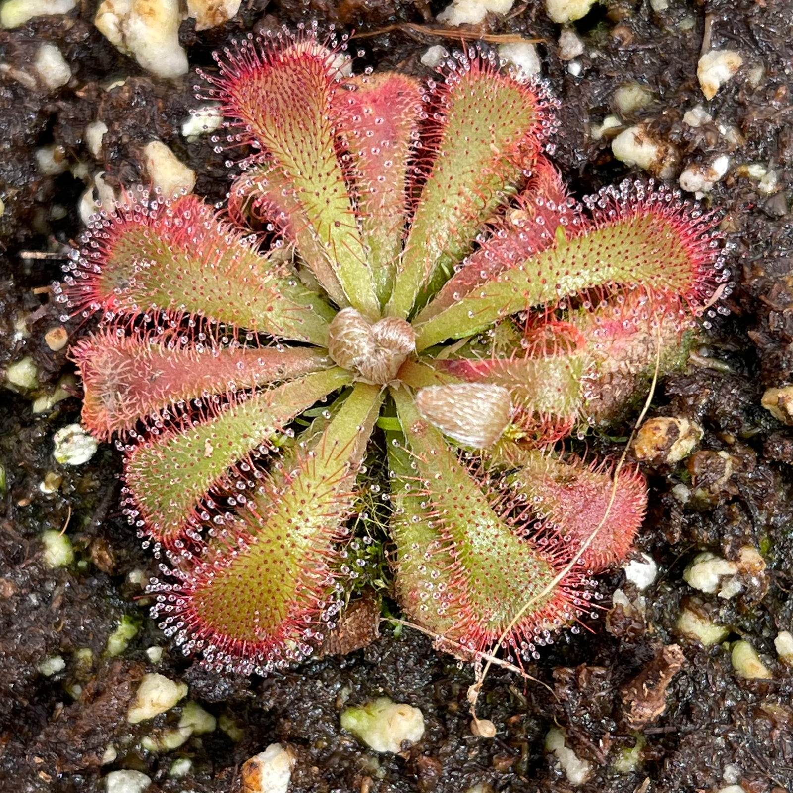 Sundew, Drosera aliciae by Pan's Carnivours Drosera