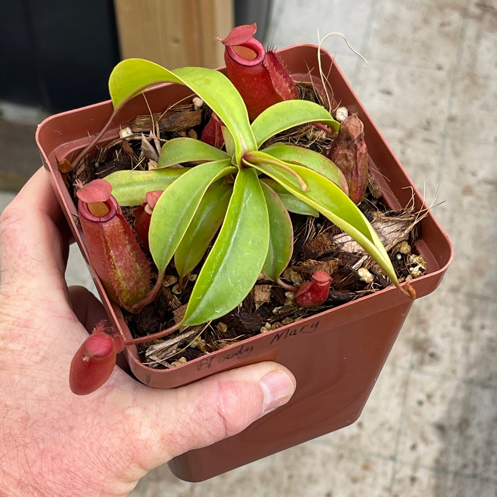 Tropical Pitcher, Nepenthes ‘Bloody Mary’ -   - Carnivorous Plant