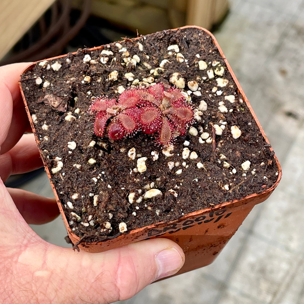 Sundew, Drosera tomentosa var glabra by Pan's Carnivours Drosera