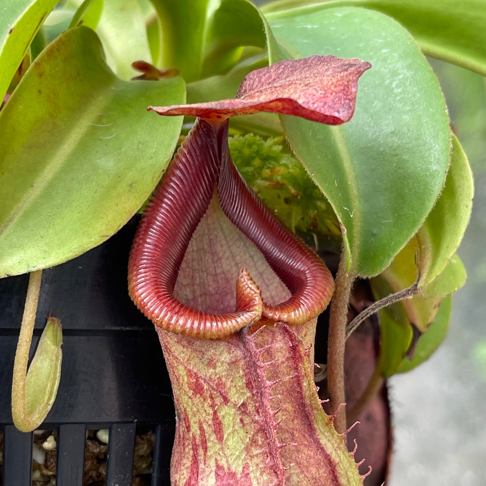 Tropical Pitcher, Nepenthes 'rokko x spathulata,’ hybrid #2 - - Carnivorous Plant