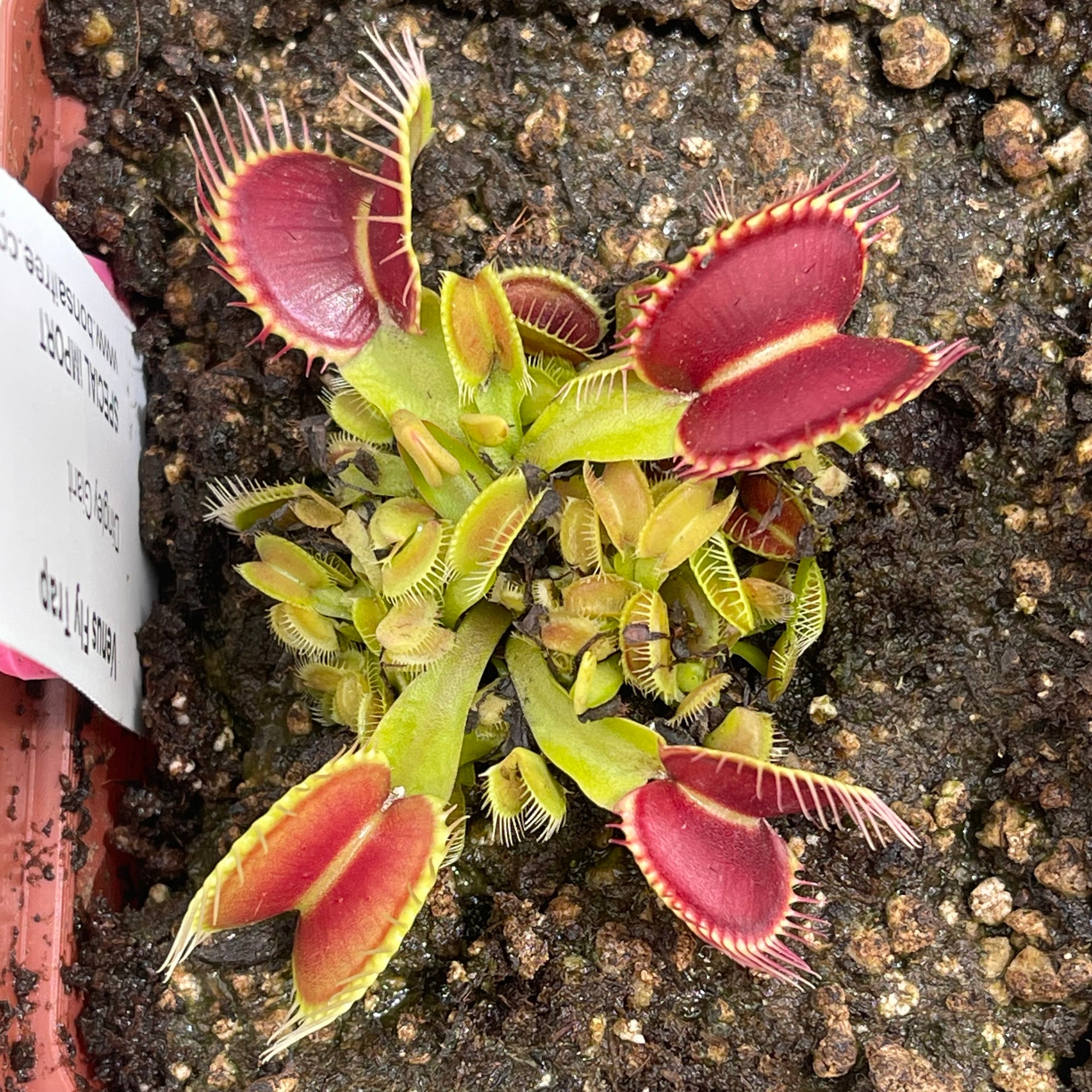 Venus Fly Trap, 'Dingley Giant.' Special Import. -   - Carnivorous Plant