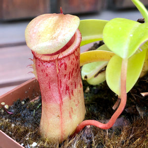 Tropical Pitcher, Nepenthes 'Nibs' -   - Carnivorous Plant
