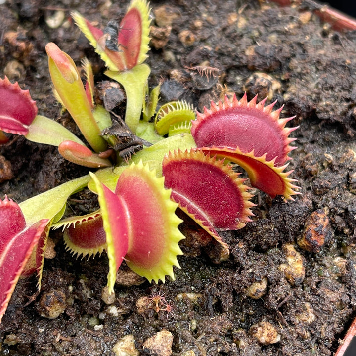Venus Fly Trap, 'Supernova.' Special Import. by Venus Fly Trap
