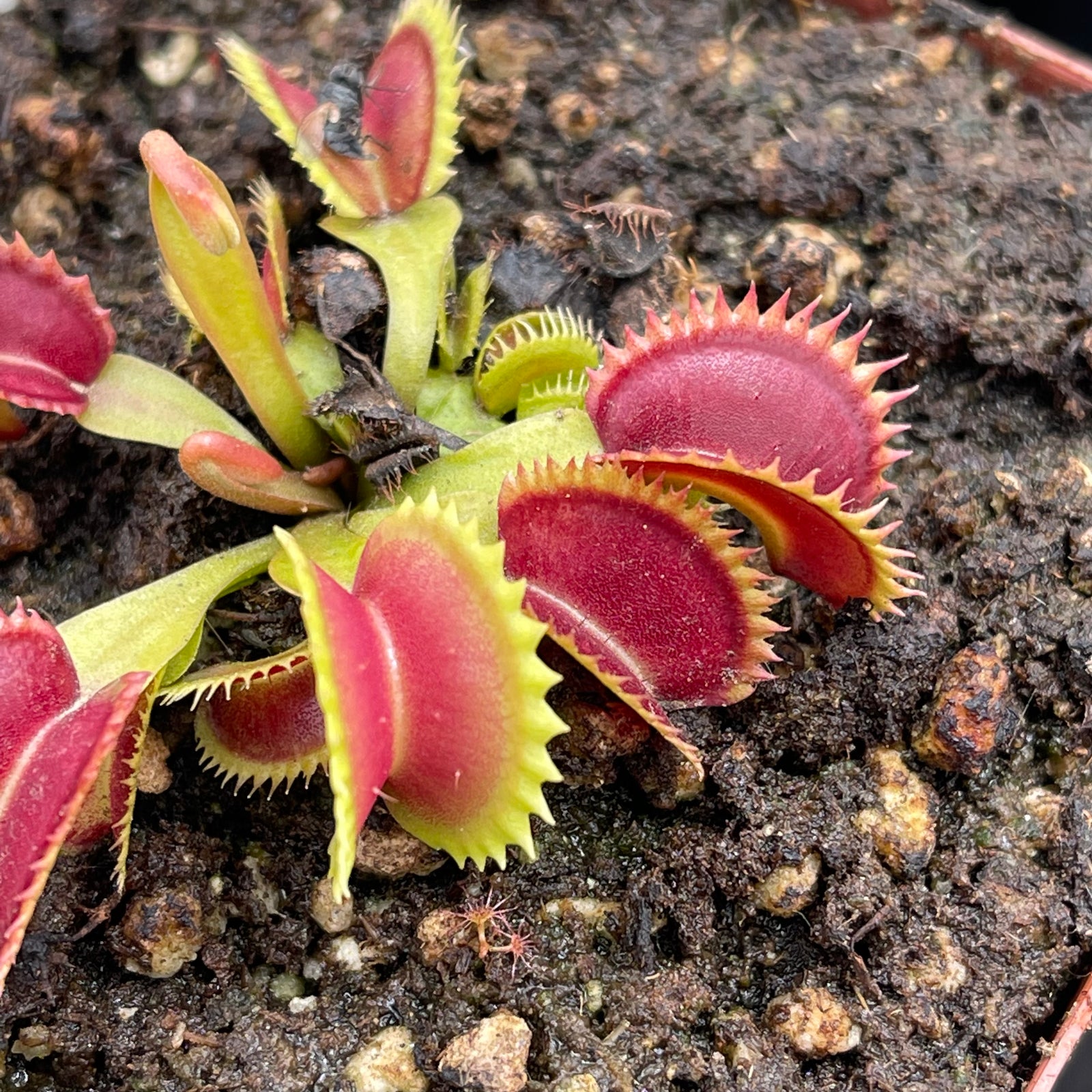 Venus Fly Trap, 'Supernova.' Special Import. -   - Carnivorous Plant