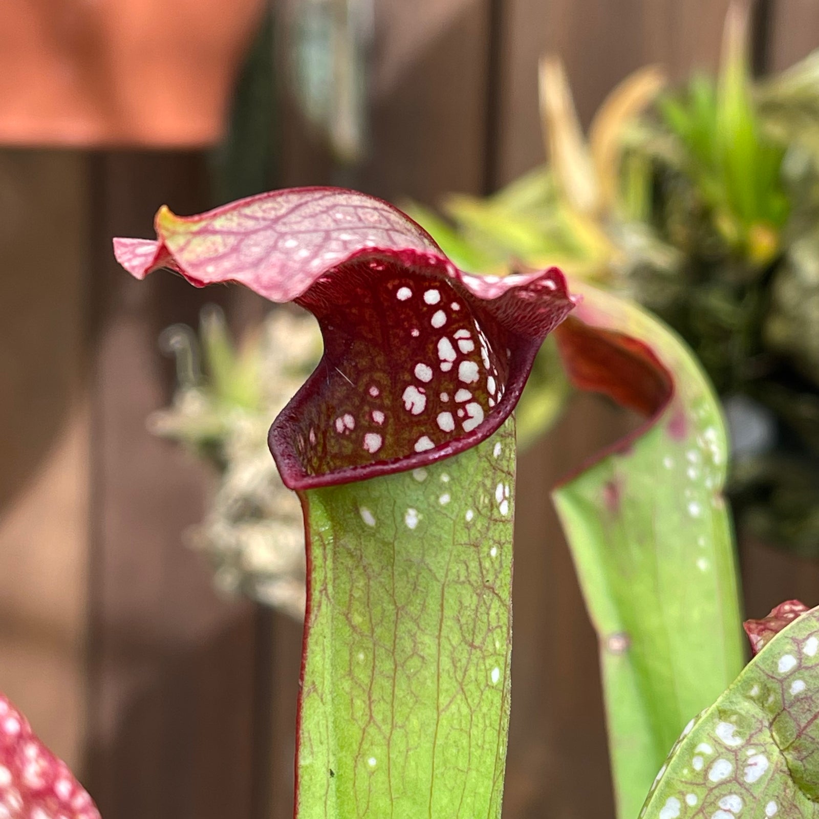 Trumpet Pitcher, Sarracenia 'minor var. minor (USBOT).' by Sarracenia