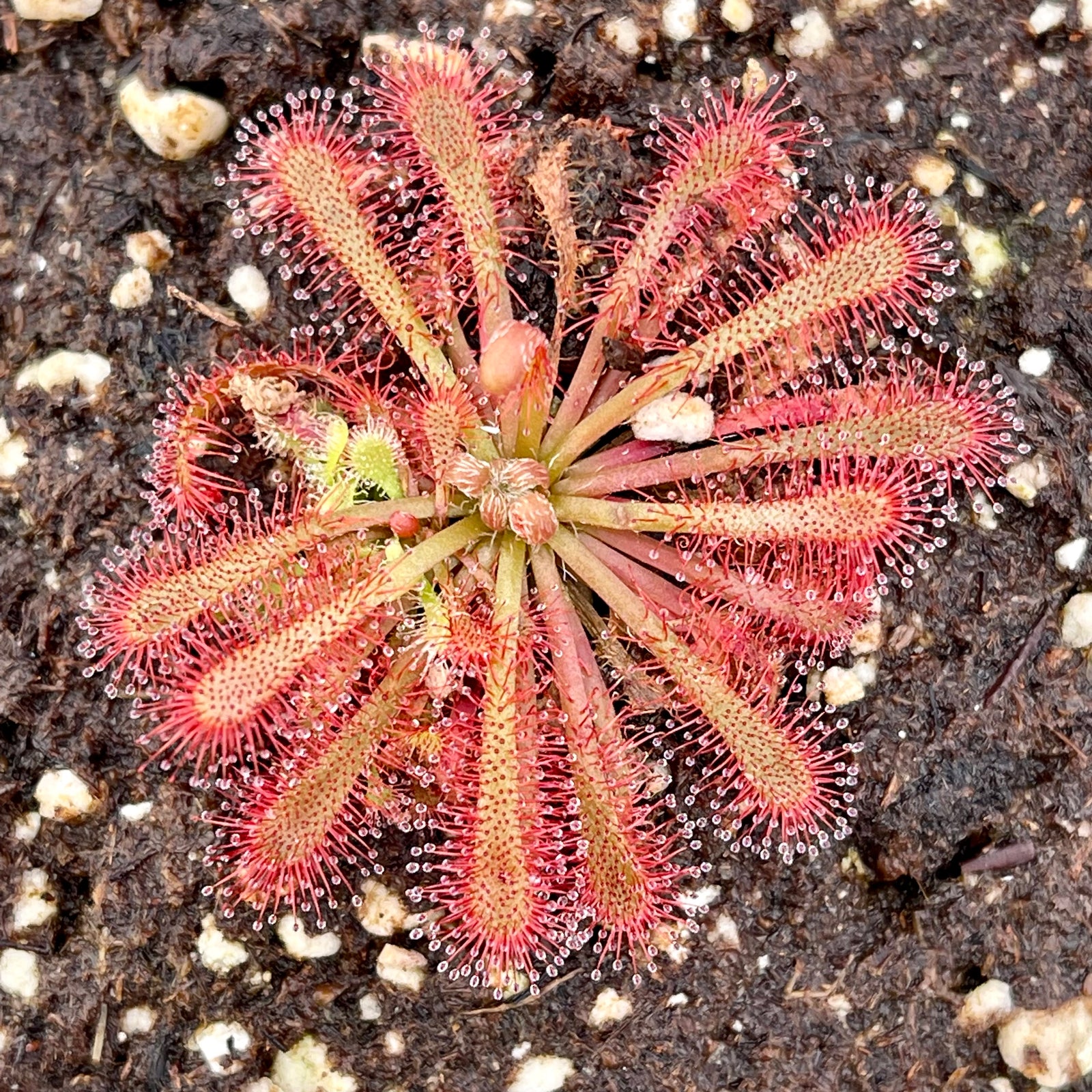 Sundew, Drosera spathulata, typical form by Pan's Carnivours Drosera