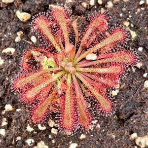 Sundew, Drosera spathulata, typical form -   - Carnivorous Plant