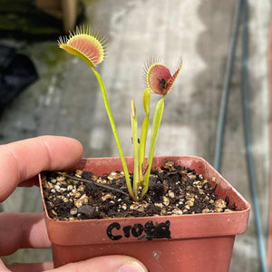 Venus Fly Trap, 'Crow' -  2 year old plant. 7.5cm plastic container. - Carnivorous Plant