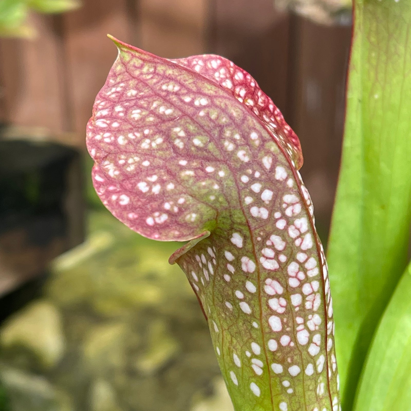 Trumpet Pitcher, Sarracenia 'minor var. minor (USBOT).' by Sarracenia