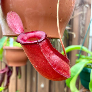 Tropical Pitcher, Nepenthes ‘Bloody Mary’ -   - Carnivorous Plant