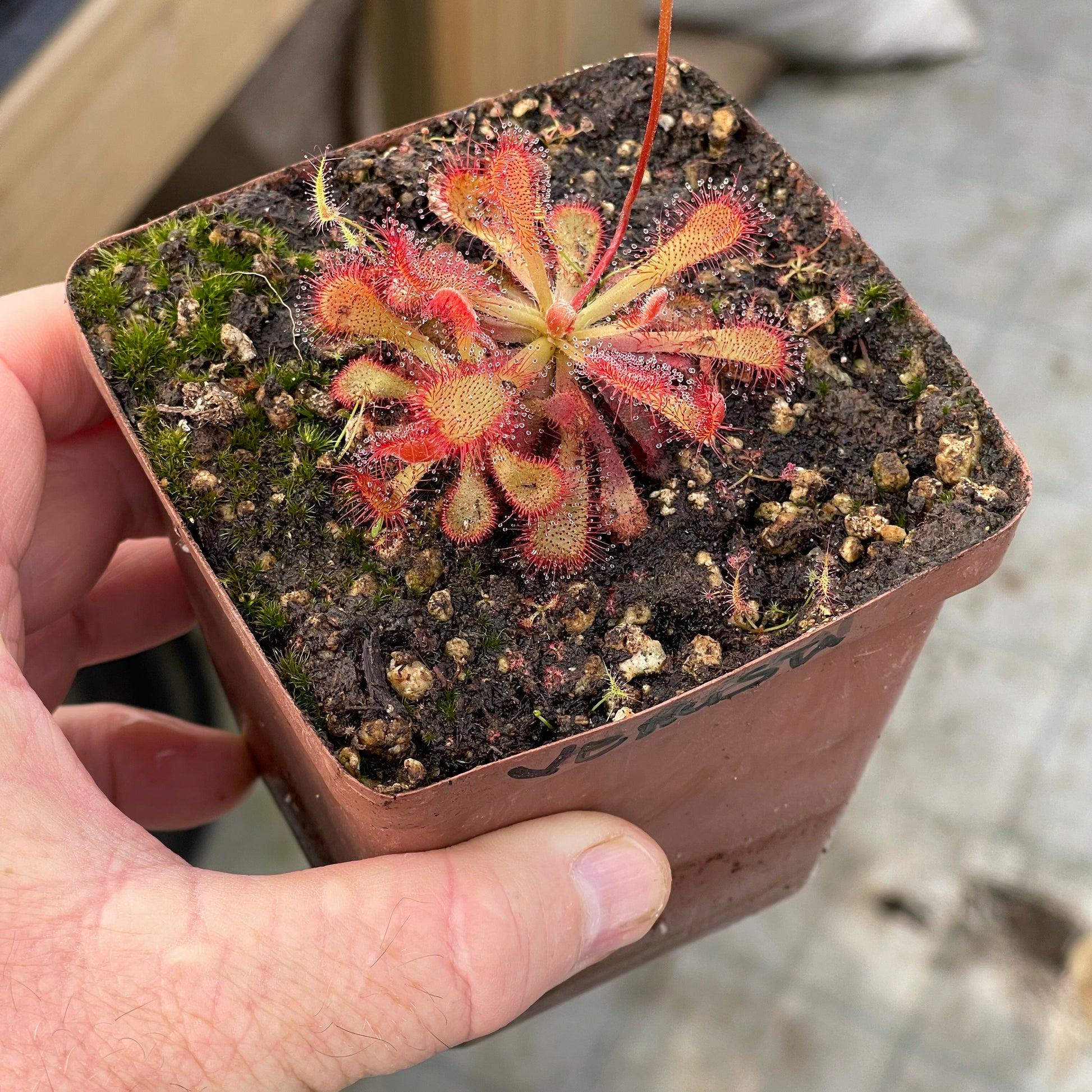 Sundew, Drosera venusta by Pan's Carnivours Drosera
