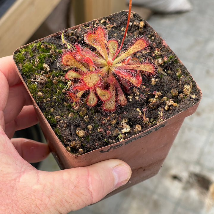 Sundew, Drosera venusta by Pan's Carnivours Drosera