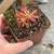 Sundew, Drosera venusta -  Small to Medium plant. 7.5cm plastic container. - Carnivorous Plant