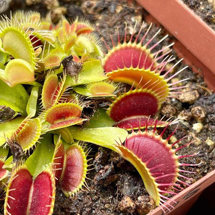 Venus Fly Trap, 'Towering Giant.' Special Import. by Venus Fly Trap