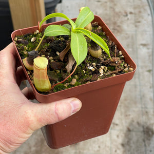 Tropical Pitcher, Nepenthes 'Ventrata' -  Medium plant in 12cm plastic pot - Carnivorous Plant