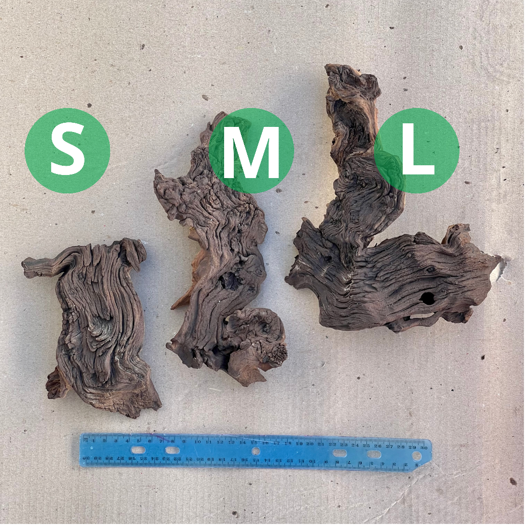 Mopane root, Small, 200 - 300g by Bonsai Tree (Pty) Ltd.