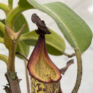 Tropical Pitcher, Nepenthes 'gentle' -   - Carnivorous Plant