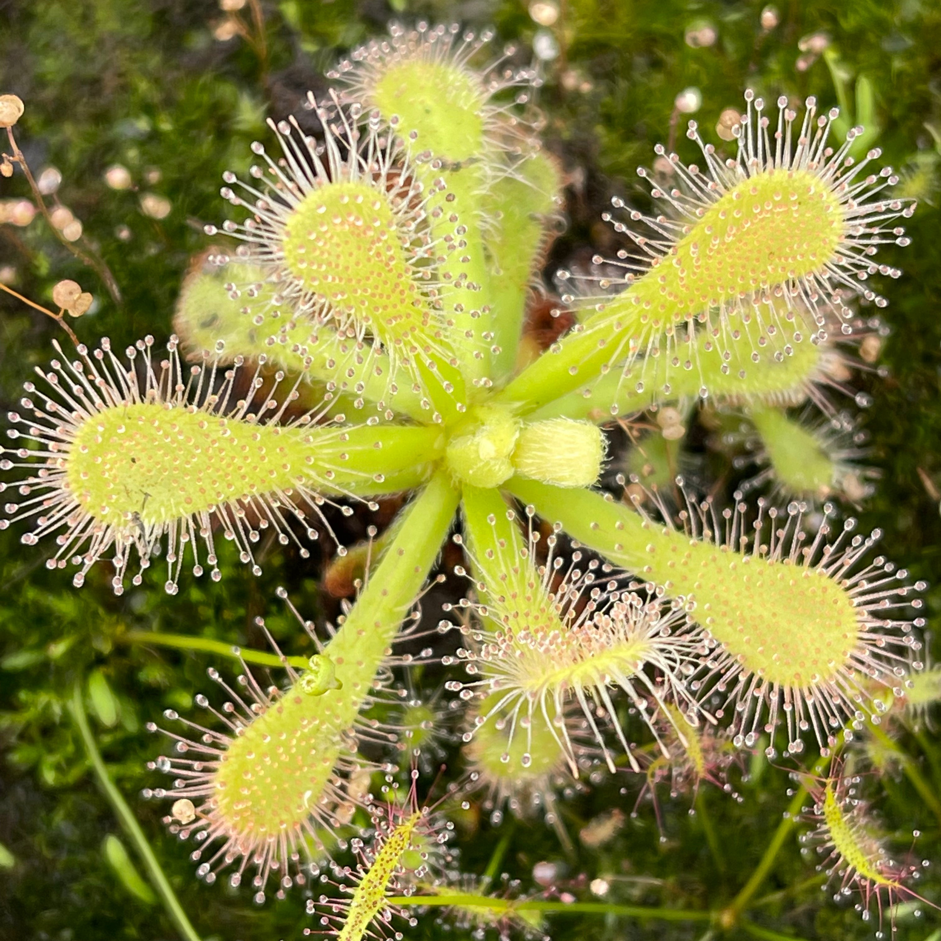 Sundew, Drosera venusta 'alba' by Pan's Carnivours Drosera