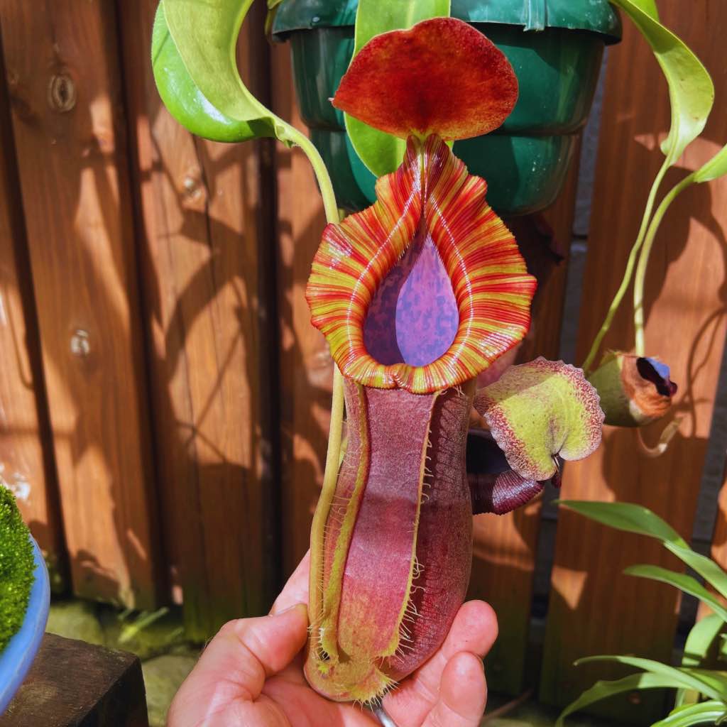 Tropical Pitcher, Nepenthes 'Mr Smee' by Nepenthes