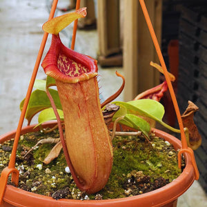 Tropical Pitcher, Nepenthes 'ventricosa x truncata' -   - Carnivorous Plant