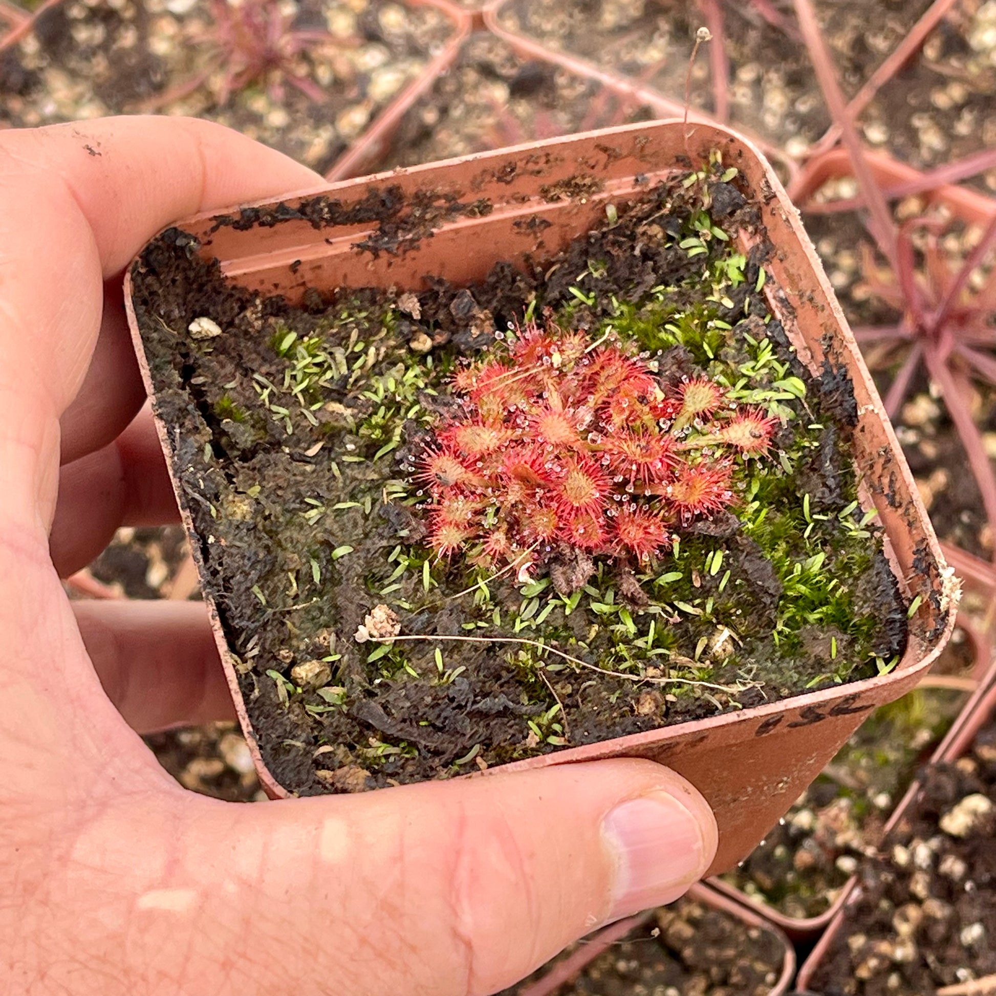 Sundew, Drosera spathulata, 'Lantau Island' - Small to Medium plant. 7.5cm plastic container. - Carnivorous Plant