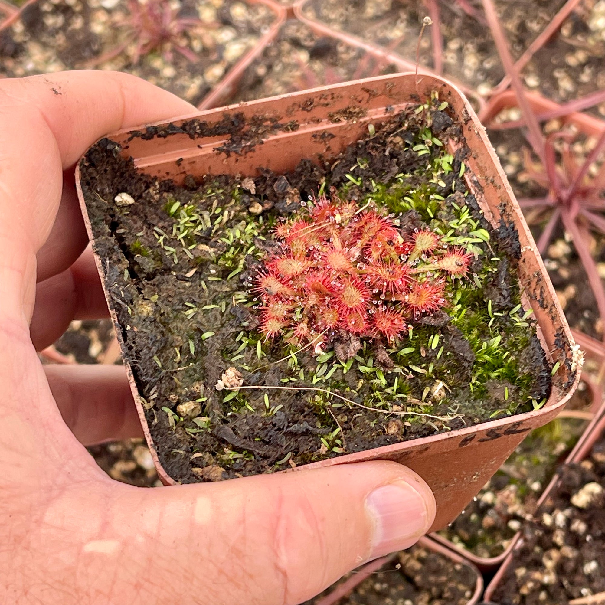 Sundew, Drosera spathulata, 'Lantau Island' -  Small to Medium plant. 7.5cm plastic container. - Carnivorous Plant
