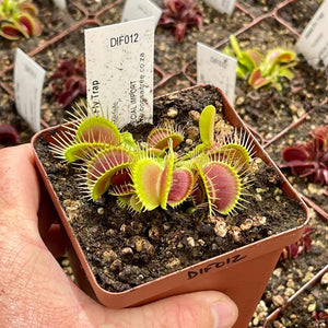 Venus Fly Trap, 'Trichterfalle.' Special Import. -  2 year old plant. 7.5cm plastic container. - Carnivorous Plant