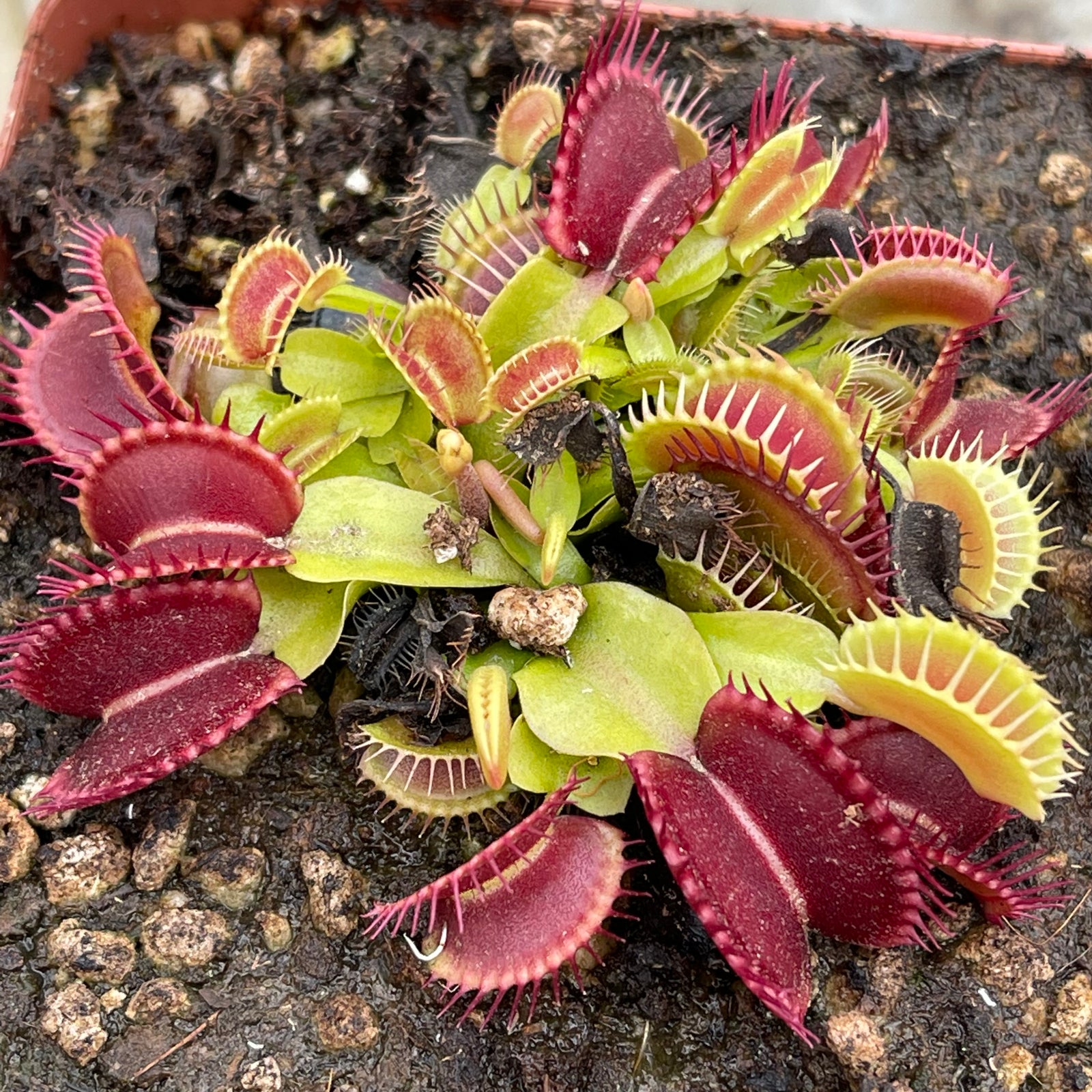 Venus Fly Trap, 'Diablo.' Special Import. -   - Carnivorous Plant