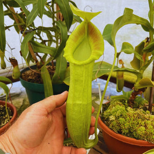 Tropical Pitcher, Nepenthes 'Tootles' -   - Carnivorous Plant