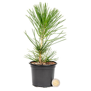 Japanese Black Pine Stock -  3 year old material (Release date 2024) - Trees