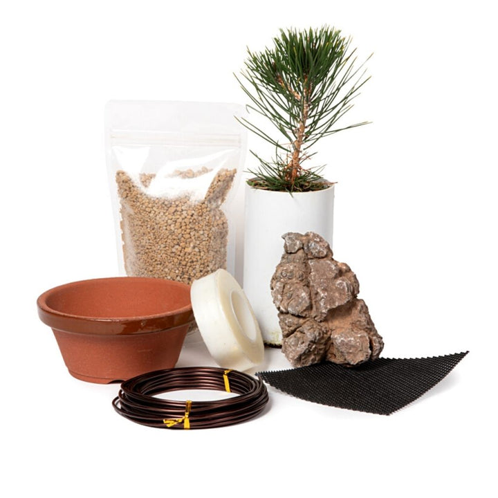 Japanese Black Pine, Root over Rock Video based learning by Bonsai Tree (Pty) Ltd.